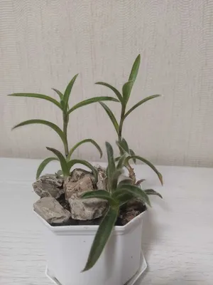 Цианотис: фото, демонстрирующее уникальность этого растения