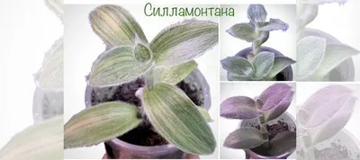 Фото Цианотиса: как выращивать этот редкий вид комнатного растения