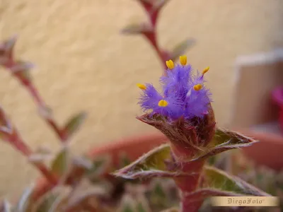 Фотография Цианотис: узнайте все секреты выращивания этого красивого растения