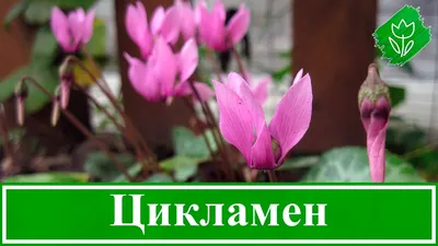 Цикламен (дряква) на фото: комнатное растение, которое влюбит вас в себя