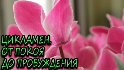 Фото с цикламеном (дряквой) - как создать атмосферу уюта и тепла