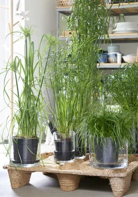 Фотография Циперуса: растение, которое очистит воздух в вашем доме