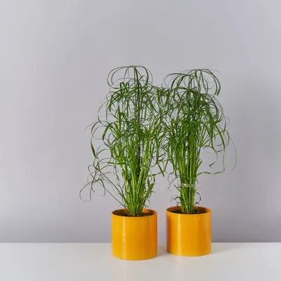 Изображение Циперуса: растение, которое привнесет природу в ваш дом