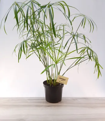 Изображение Циперуса: растение, которое станет главным украшением вашего дома