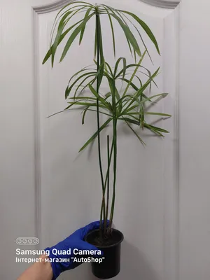 Картинка Циперуса: растение, которое создаст атмосферу тепла и уюта