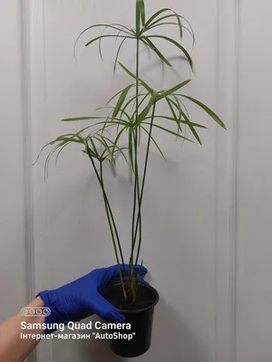Изображение Циперуса: растение, которое станет вашим верным спутником в доме