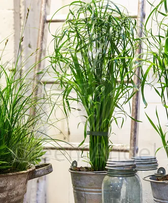 Циперус: растение, которое поможет улучшить качество воздуха в вашей комнате