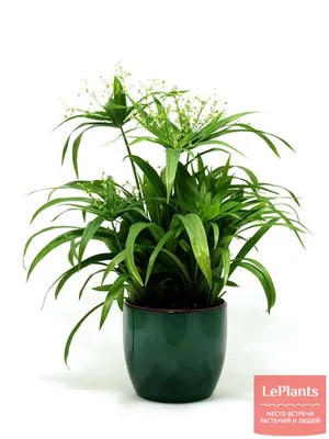 Изображение Циперуса: добавьте зелени в свой дом и оживите его