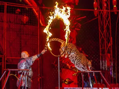 Как в Петербурге отметят Всемирный день цирка - Российская газета