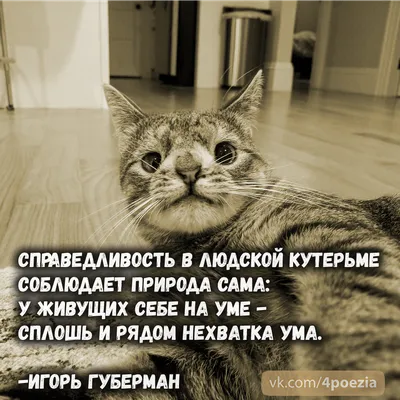 Пин от пользователя Taisija 🇷🇺 на доске ГУБЕРМАН | Саркастичные цитаты,  Слова мудрости, Мудрые цитаты