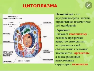 цитоплазма нейрона стоковое изображение. изображение насчитывающей  митохондрия - 230452601