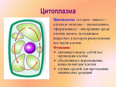Шаг 2 – Общие принципы строение эукариотической клетки – Stepik