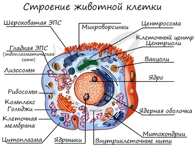 строение цитоплазм мембраны желательно рисунок - Школьные Знания.com
