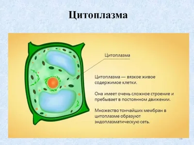 Цитоплазма клетки рисунок