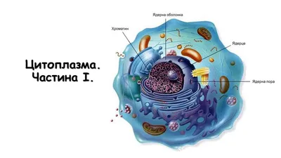 Диаграмма: 5. Строение клетки. Ткани | Quizlet