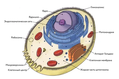 ЦИТОЛОГИЯ: Органоиды эукариот | BioFamily | ЕГЭ по биологии 2024 | Дзен