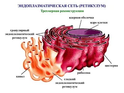 Строение бактериальной клетки — Википедия