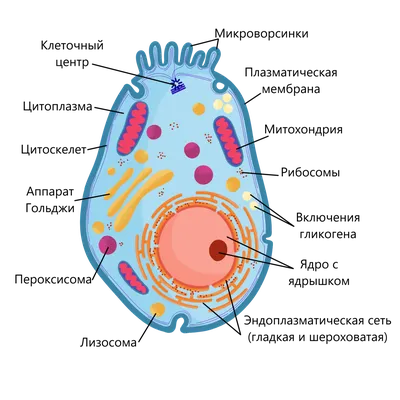 Цитоплазма в клетке рисунок - 85 фото