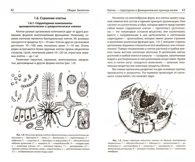 увеличение бактерий корня 100x Стоковое Изображение - изображение  насчитывающей позволяет, цитоплазма: 152966249