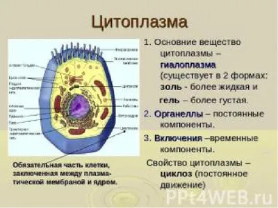 Бесплатное изображение: Plasmodium vivax, трофозоиты, большие, количество,  ameboid, цитоплазма