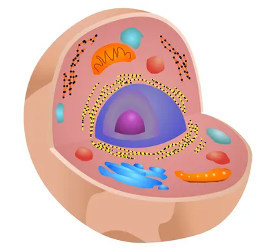 Цитоплазма. Клеточные органеллы. Фальшивый цвет TEM стоковое фото  ©jlcalvo@ucm.es 180037536