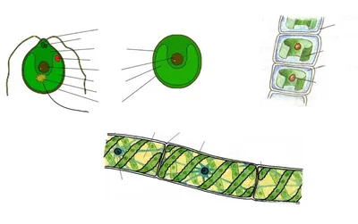 Модель клеток животных, расширение структуры клеток животных, инструмент  для формирования преподавание биологии образца, цитоплазма ядра | AliExpress