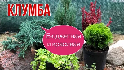 Клумба под окном: Как превратить в оазис двухметровый пятачок | Houzz Россия