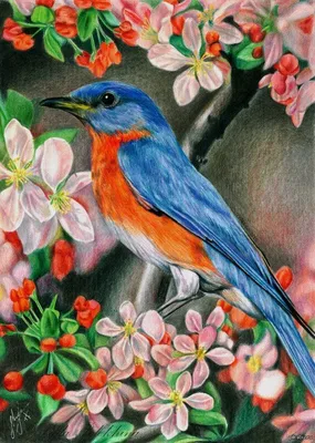 Рисунок цветными карандашами: «Птица в цветах» Фотобумага А4, цветные  карандаши … | Изображение животного, Цветные карандашные рисунки, Рисунки  цветными карандашами