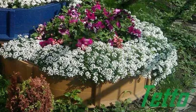 Каталог Цветов для Дачи (240+ Фото с Названиями ) - ModernPlace.ru | Идеи  для садового дизайна, Современное садоводство, Клумбы