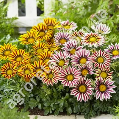 Газания Цветы Растения - Бесплатное фото на Pixabay - Pixabay