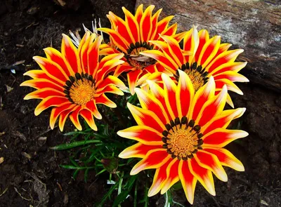 Газания Цветок Оранжевый - Бесплатное фото на Pixabay - Pixabay