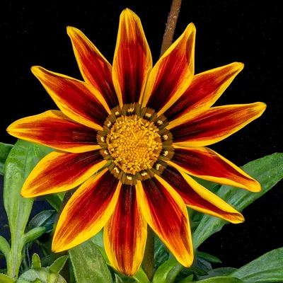 Газания цветок многолетник (39 фото) - 39 фото