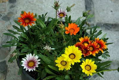 Гацания или Газания - описание растений для сада на портале Ваш Сад