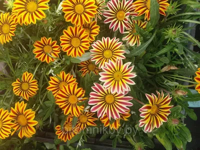 Гацания, газания, Gazania, цветок, flower, оранжевый, насекомое Stock Photo  | Adobe Stock