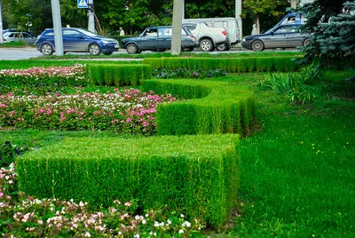 16 цветочных культур, которые нужно посеять на рассаду в апреле!  Альметьвеска - Новости Альметьевска и Татарстана на ЗайИнфо