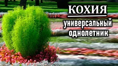 Кохия: посадка и уход в открытом грунте, виды и сорта. Применение кохии в  ландшафтном дизайне, фото