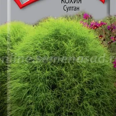 Семена цветов Кохия \"Султан\", 0,2 г (7643485) - Купить по цене от 19.20  руб. | Интернет магазин SIMA-LAND.RU