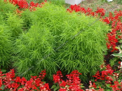 Кохия СЕМЕНА (500 шт) красивый быстрорастущий экзотический кустарник  растения | AliExpress