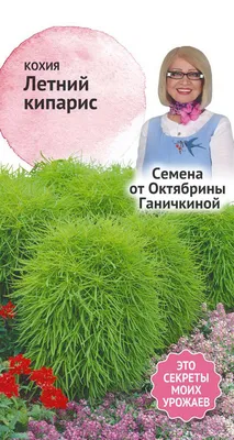 Картинки цветы кохия (70 фото) » Картинки и статусы про окружающий мир  вокруг