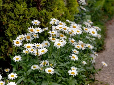 Нивяник обыкновенный (Leucanthemum vulgare) - PictureThis