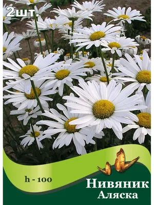 Нивяник обыкновенный / Leucanthemum vulgare/ Поповник | отзывы