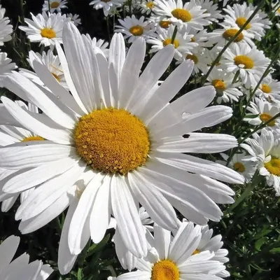 Нивяник наибольший (Leucanthemum maximum `Silver Princess`) - Нивяник  наибольший - Многолетники - Каталог - LESKOVO-PITOMNIK.ru