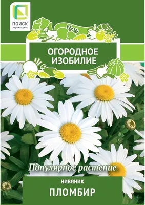 Ромашка (нивяник) Сноу Леди фото и описание сорта 🌱 купить ромашка (нивяник)  Сноу Леди почтой недорого в Астрахани