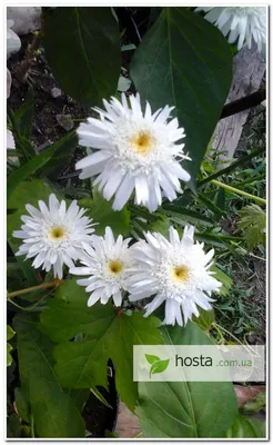 Нивяник наибольший Leucanthemum maximum фото | Дельфиниум, Посадка, Фото  цветов