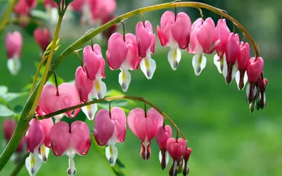 Dicentra — Wikispecies