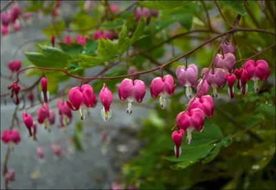 Дицентра великолепная (D. spectabilis) - «ღ Разбитое сердце помогает найти  любовь! Самый романтический цветок из моего сада, дицентра великолепная ღ !  Фото, легенды и мой личный опыт.» | отзывы