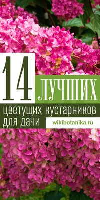 Дача,летний участок и огород ,цветы…» — создано в Шедевруме