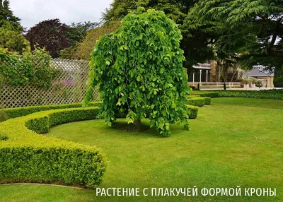 Декоративные деревья в ландшафтном дизайне садового участка | Эксперты -  \"ЛесоБиржа\"