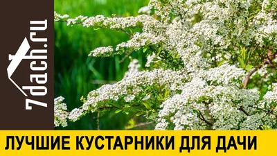 Цветущие кустарники для сада: выбор кустарника, посадка и уход