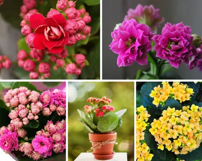 Комнатные цветы, цветущие круглый год: фото и названия